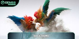 Đá Gà Thomo: Đỉnh Cao Tranh Tài Chọi Kê Chuyên Nghiệp