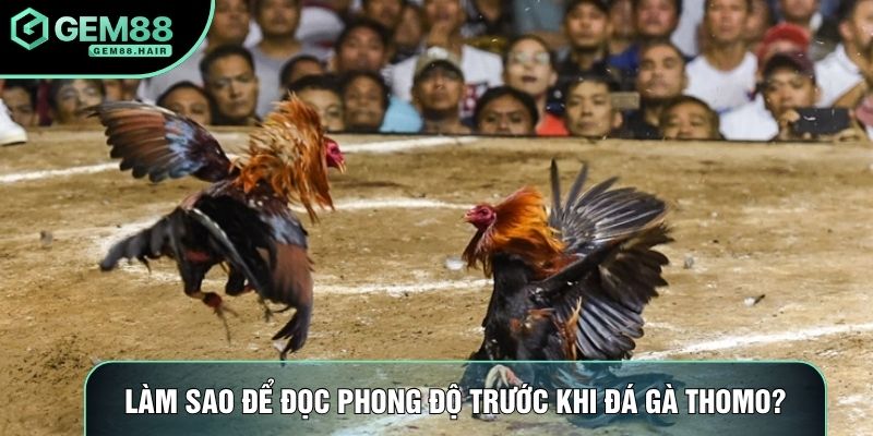 Làm sao để đọc phong độ trước khi đá gà thomo?