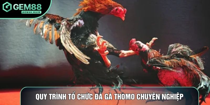 Quy trình tổ chức đá gà thomo chuyên nghiệp